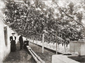 Grapes growing in a greenhouse, Worthing c1900