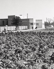 Growing vegetables near West Tarring Boys' School, West Tarring, Worthing, c1944