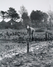 Man 'digging for victory' on his allotment in Homefield Park, Worthing