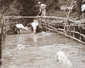 Sheep washing in the river Arun at Burpham c1910