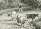 Boy chasing cows, Arundel c1850