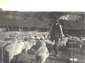Shepherd with sheep near Amberley c1900